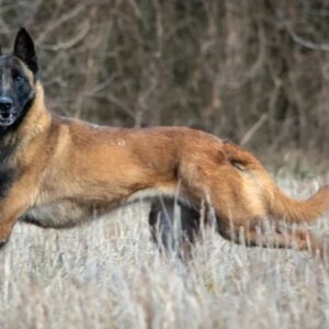 Int Champion Doc’s W- Cherry (Kira) Serbian Import