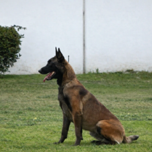 Doc's K9 Enoch BH, PSA-PDC